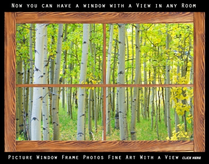 Aspen Tree Forest Autumn Picture Window Frame View Gallery