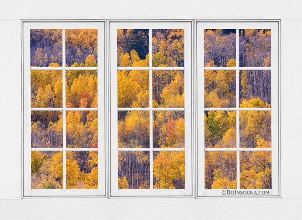  Autumn Aspen Trees White Picture Window View  Acrylic Print