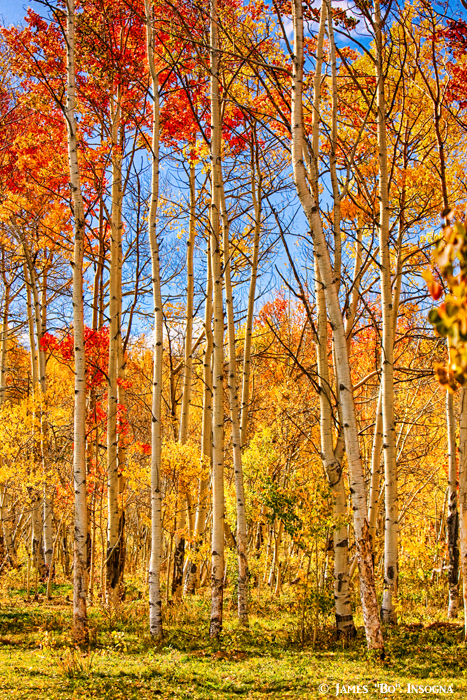 Aspen Fall Foliage Portrait Red Gold and Yellow