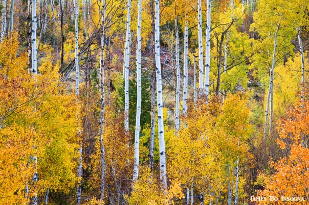 Aspen Tree Autumn Magic Scenic Landscape View