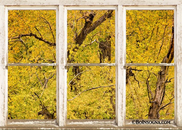 Cottonwood Fall Foliage Colors Rustic Farm Window View