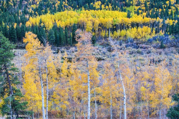 Rocky Mountain Autumn Contrast