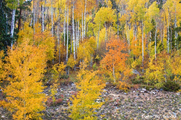 Colorful Autumn Forest In The Canyon of Cottonwood Pass