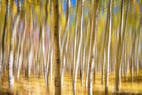  A Surreal Aspen Tree Abstract View
