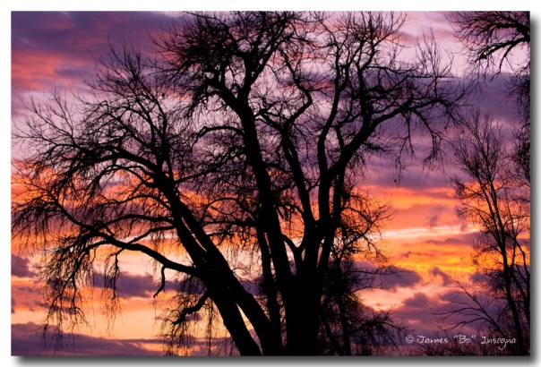 Beautiful Boulder County Tree Sunset