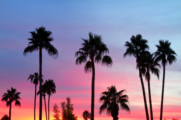 Paradise Palm Tree Sunset Sky
