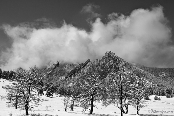 Snowy Trees And The Flatirons Boulder Colorado Black and White