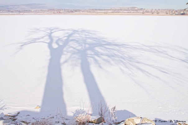  Tree Shadow Puppets - James Bo Insogna