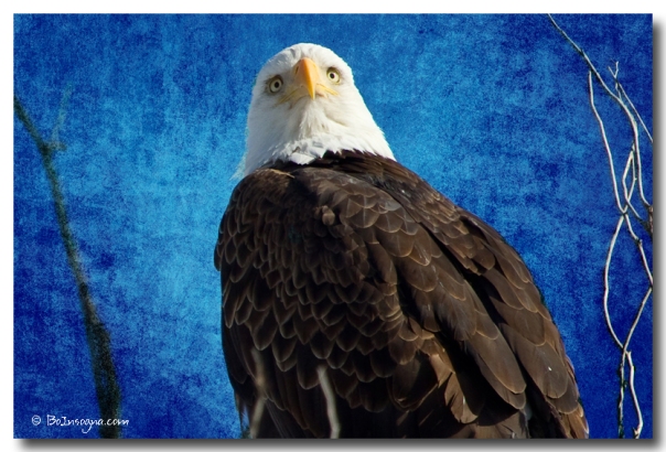 American Bald Eagle Blues  Stretched Canvas Print / Canvas Ar