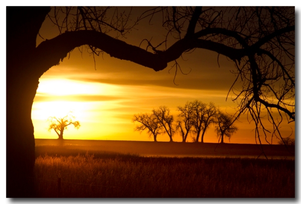 Golden Trees and Meadows Sunrise Photography Image