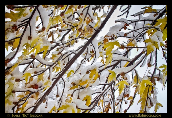 Colorful Maple Tree Branches In The Snow 3