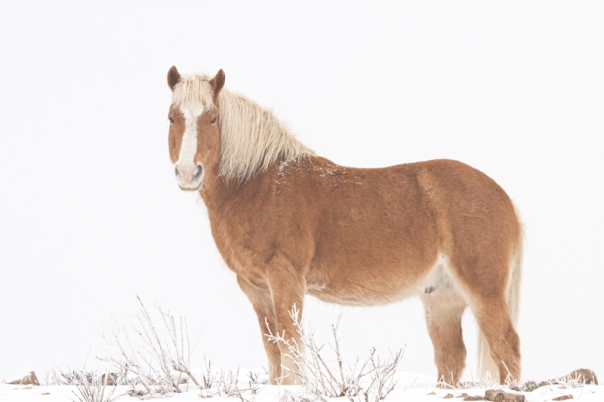  Palomino Horse in the Snow Acrylic Print