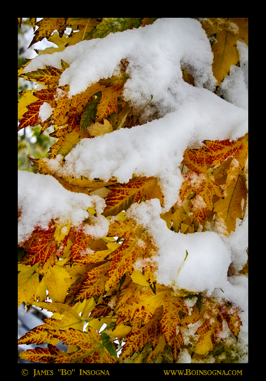 Red Autumn Maple Leaves With Fresh Fallen Snow - James Bo Insogna