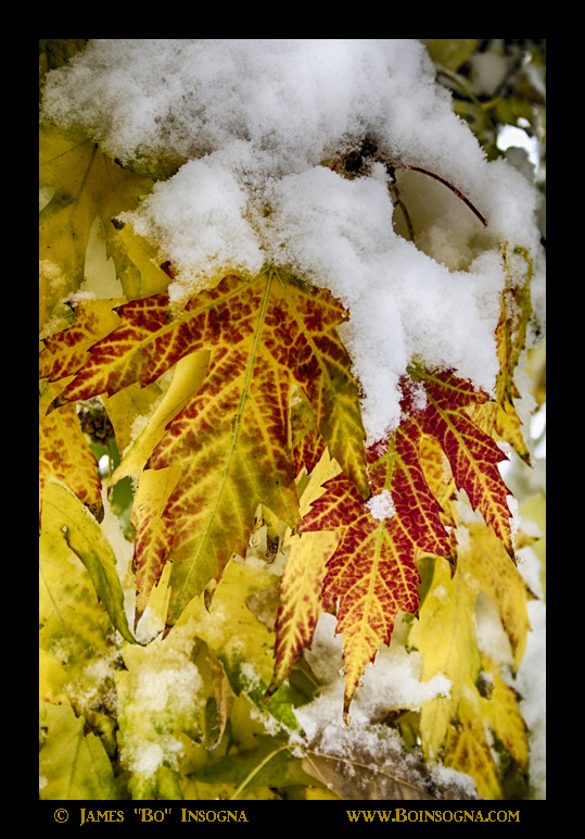 Red Maple Leaves In The Snow - James Bo Insogna