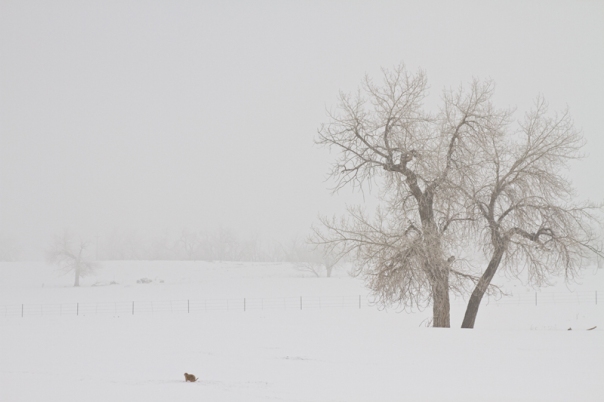 Photography Acrylic Prints Tree Snow Fog and The Prairie Dog