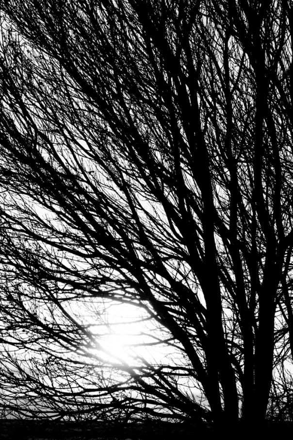  Tree Branches and Light Black and White  Metal Print