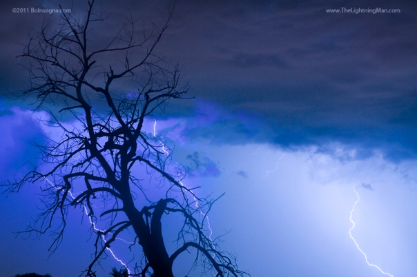 Lightning Tree Silhouette 38