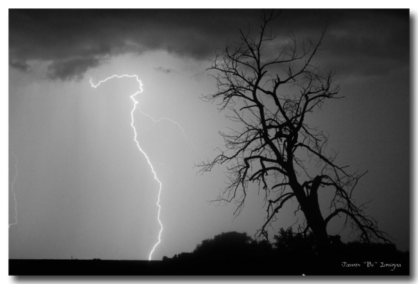 Lightning Tree Silhouette Black and White