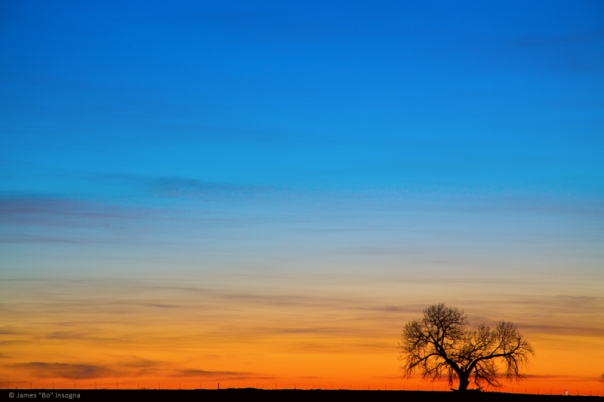 Lonely Tree on the Plains