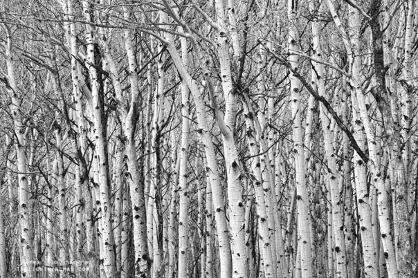 Aspen Forest Tree Trunk Bark  Art Print