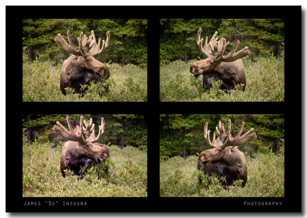 Bull Moose Collage