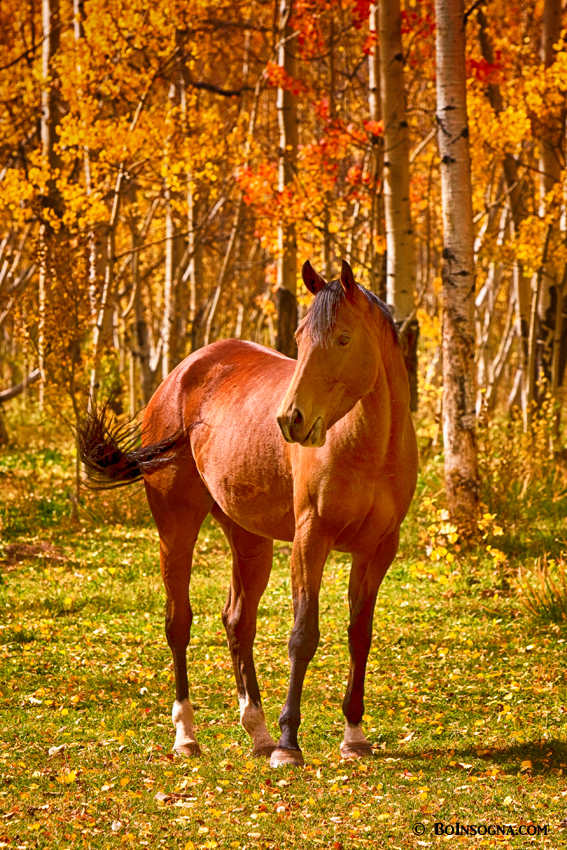 Beautiful Chestnut Horse in the Fall Aspen Colors ...