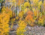 Colorful Autumn Forest In The Canyon of Cottonwood Pass