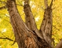 Golden Maple Tree Portrait