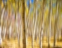A Surreal Aspen Tree Abstract View