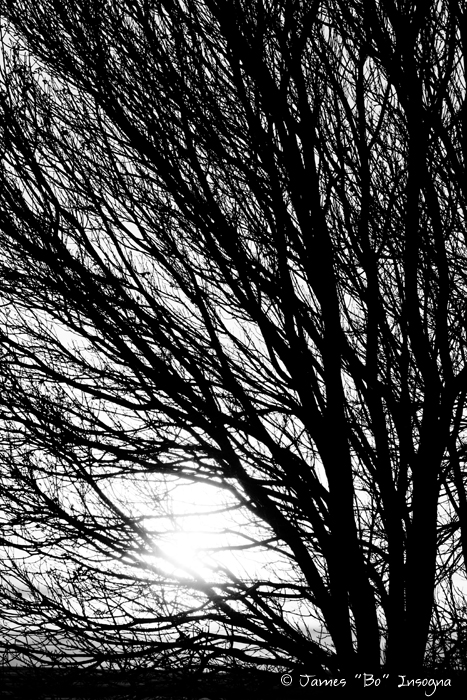 Tree Branches and Light Black and White