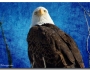 American Bald Eagle Blues