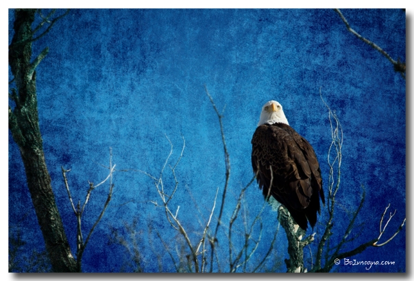 Bald Eagle Blues Into The Night - James Bo Insogna