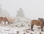 Horses Winter Snow and Fog Scenic landscape