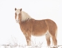Palomino Horse in the Snow