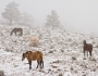 Rocky Mountain Horses in the Snow and Fog
