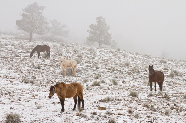 Rocky Mountain Horses Snow and Fog - James Bo Insogna