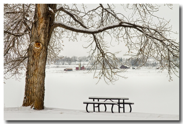 Snowy Winter Country Cottonwood Tree Landscape View