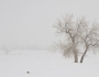 Tree Snow Fog and The Prairie Dog