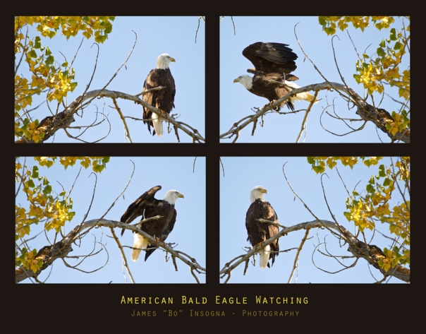  American Bald Eagle Watching Metal Print
