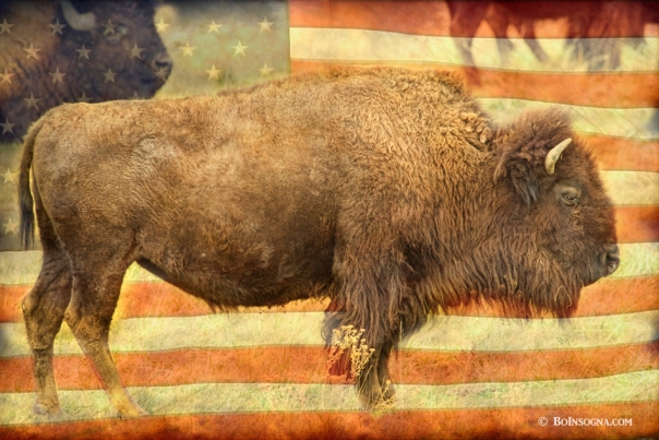  American Buffalo