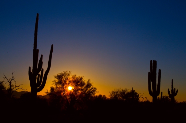 Just Another Sonoran Desert Sunrise Art Print