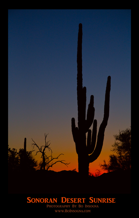 Sonoran Desert Sunrise Poster Print