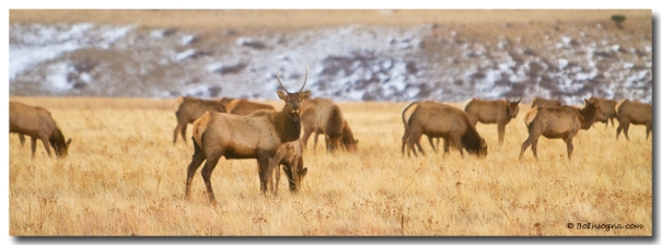 Elk Heard Colorado Foothills Plains Panorama