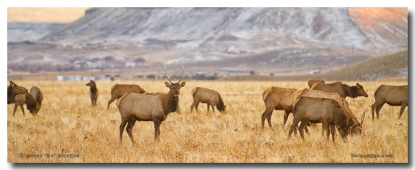  Elk Heard Grazing Rocky Mountain Foothills Panorama Art Print