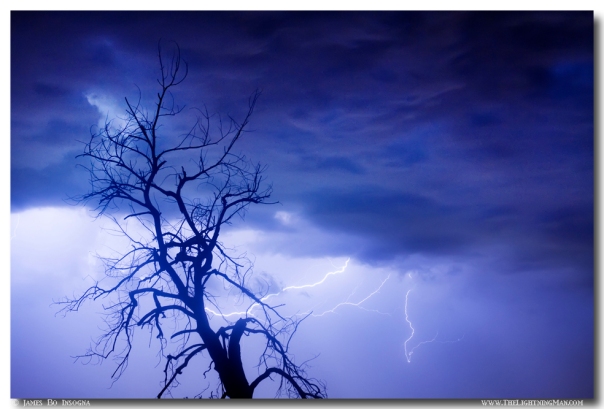 Lightning Tree Silhouette 29