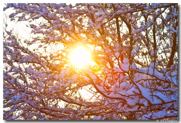 Snowy Tree Branches And Sunshine Art Prints