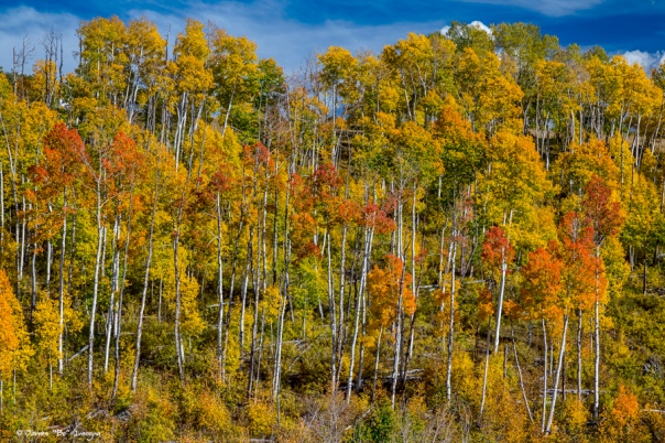 Autumn Aspen Tree Forest Layers of Colors