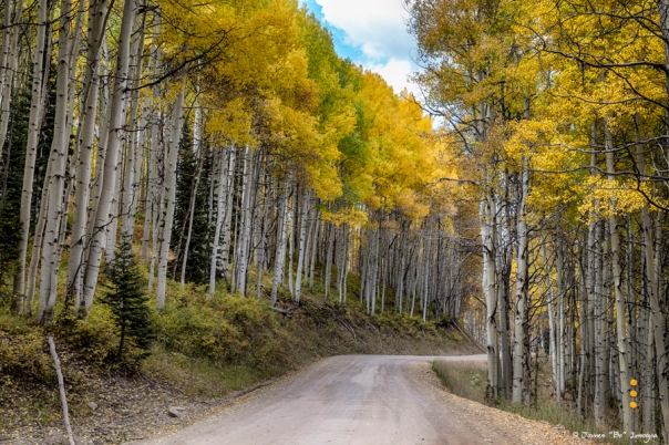 Autumn Aspen Tree Lined Rocky Mountain Road Wall Art