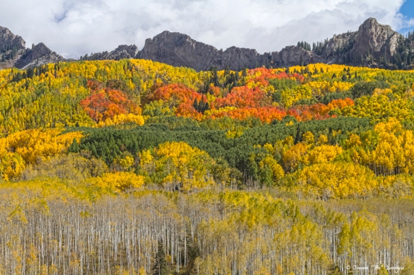 Colorado Kebler Pass Fall Foliage Art Prints