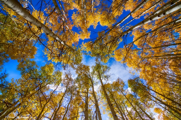 Colorful Aspen Forest Canopy